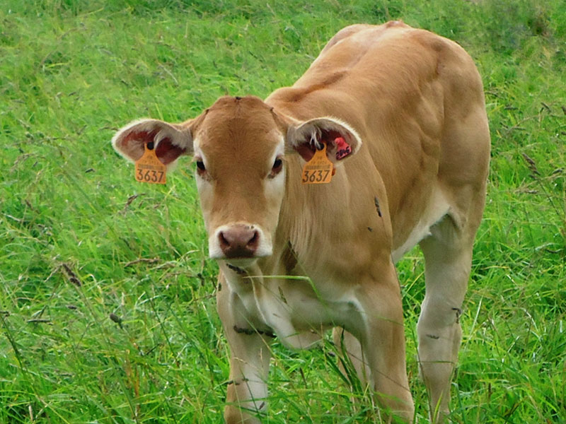 veau-blond-d'aquitaine_gaec-villeneuve_saint-maurice-etusson