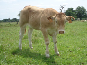 génisse-blonde-d'aquitaine_gaec-villeneuve_saint-maurice-etusson