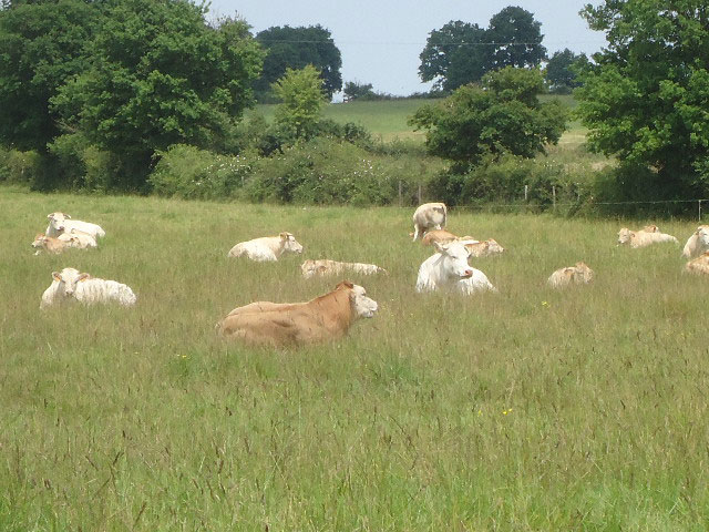 vaches-blonde-d'aquitaine-champ-ete-gaec-villeneuve_saint-maurice-etusson