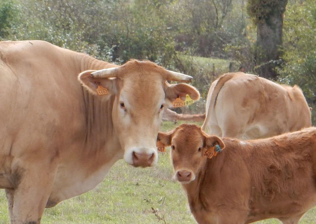 vache_veau_blonde-d'aquitaine_gaec-villeneuve_saint-maurice-etusson