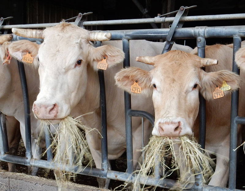 vache_blonde_d'aquitaine_mange_foin_gaec-villeneuve_saint-maurice-etusson