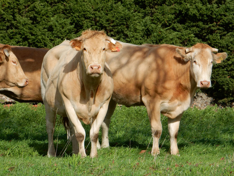 vaches_blonde_d'aquitaine_dans_champ_gaec-villeneuve_saint-maurice-etusson