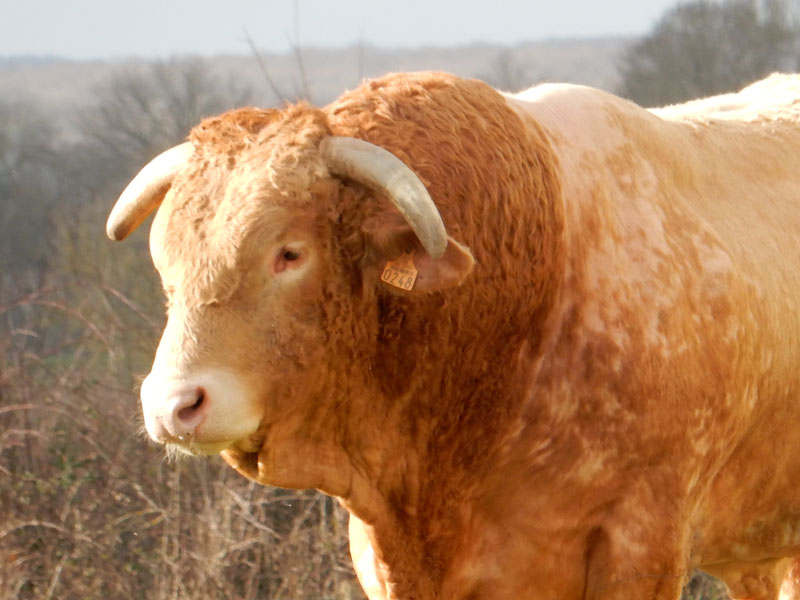 taureau-reproducteur-blond-d'aquitaine_gaec-villeneuve_saint-maurice-etusson