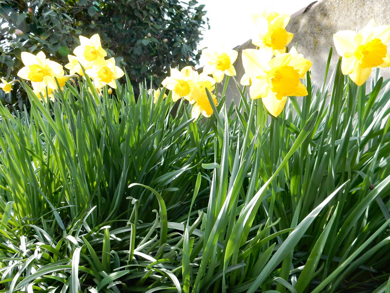 Jonquilles du jardin-ferme des Greniers-Saint-Maurice-Etusson