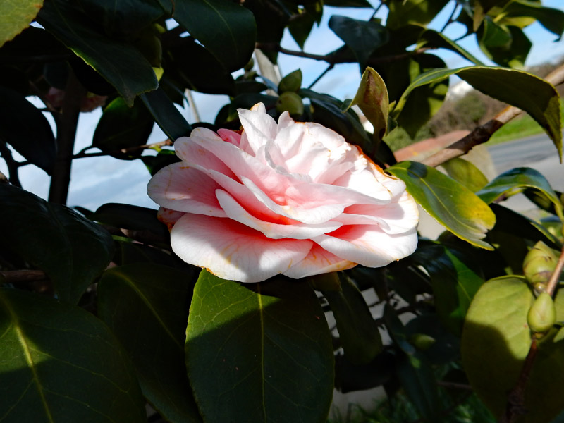 Camélia du jardin-fermes des Greniers- Saint-Maurice-Etusson