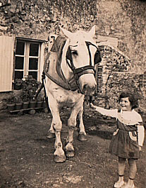 cheval_ferme_autrefois-vaches-agriculture-viande-boeuf-blond-daquitaine_gaec-villeneuve_saint-maurice-etusson-79150