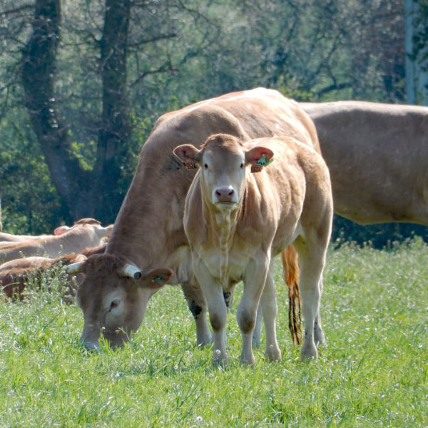 vache_blonde_daquitaine_avec_veau_gaec-villeneuve_saint-maurice-etusson