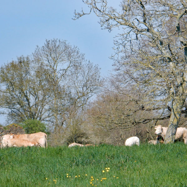 vaches_blondes-daquitaine_gaec-villeneuve_saint_maurice-etusson