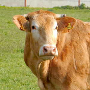 vache-blonde-d'aquitaine-gaec-villeneuve-saint-maurice-etusson