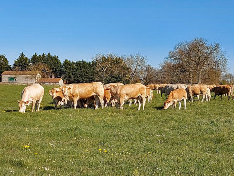 vache_blonde-aquitaine_agriculture_deux-sevres_gaec-villeneuve_79150_enrubannage-alimentation-vaches