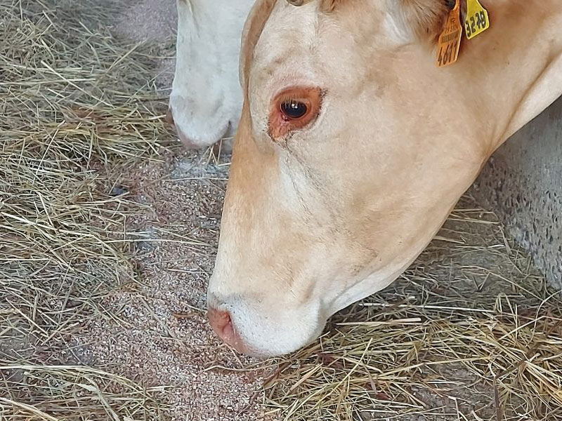 Du grain de blé à la moisson - Boeuf à la ferme