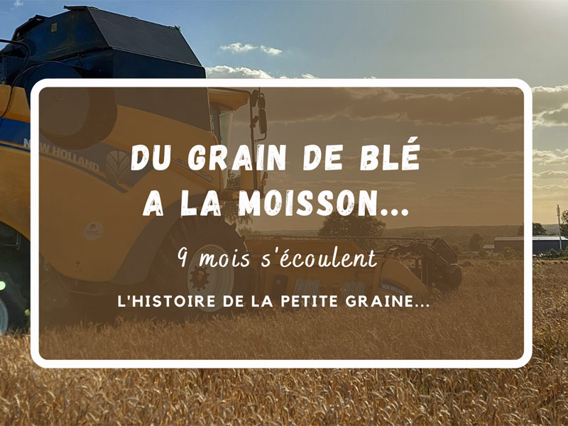 grain-blé-moisson-gaec-villeneuve