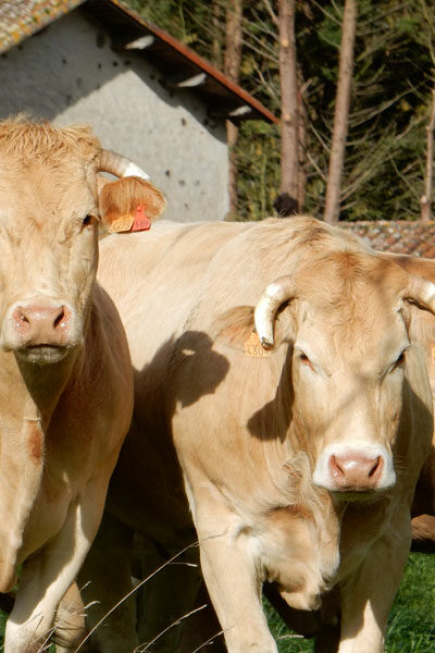 vaches_blondes_aquitaine_gaec-villeneuve_saint-maurice-etusson